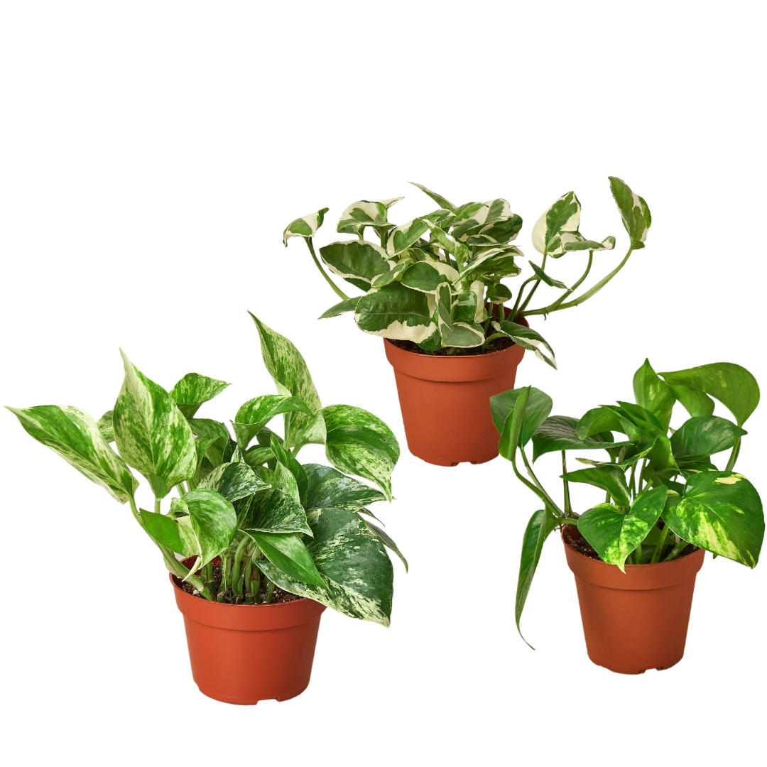 3 Pothos Variety Pack / 4" Pot / Live Plant / Home and Garden Plants