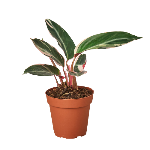 Stromanthe Triostar - 4" Pot - NURSERY POT ONLY