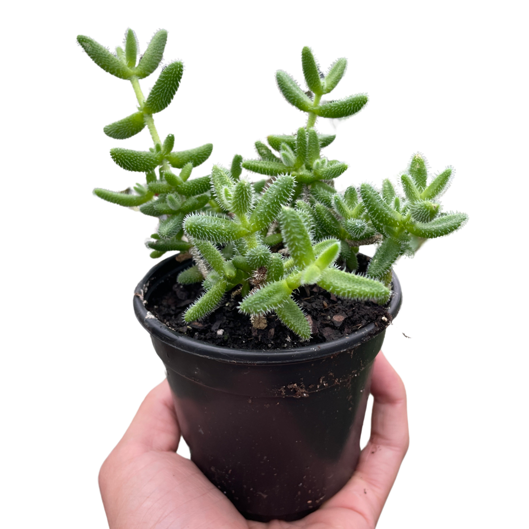 Delosperma echinatum 'Pickle Plant'