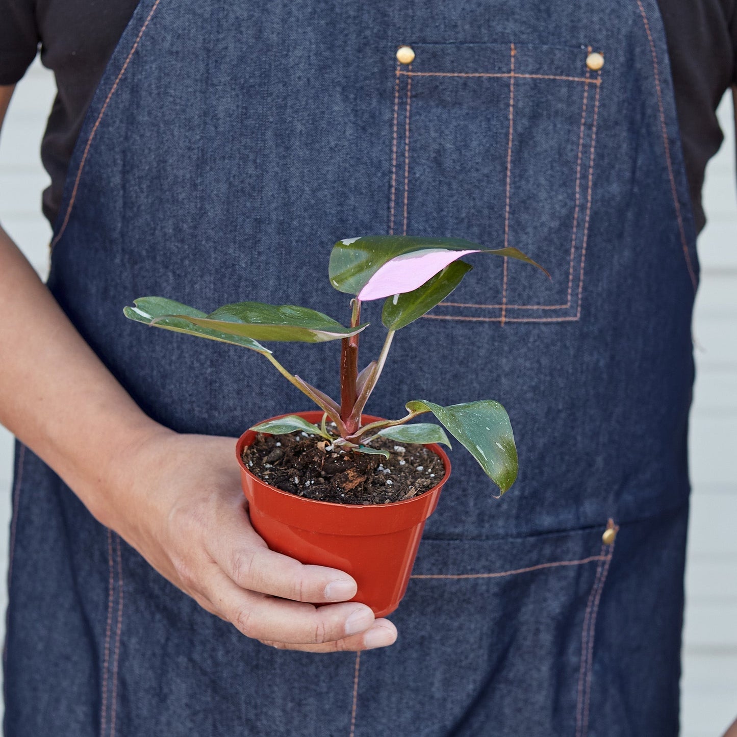 Philodendron 'Pink Princess'