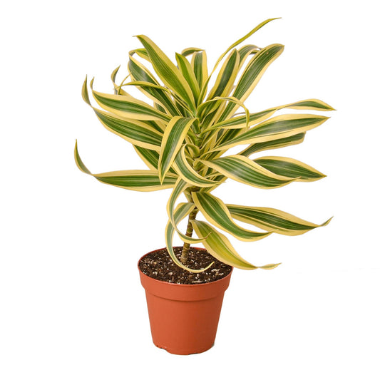 Dracaena 'Song of India' - 4" Pot - NURSERY POT ONLY