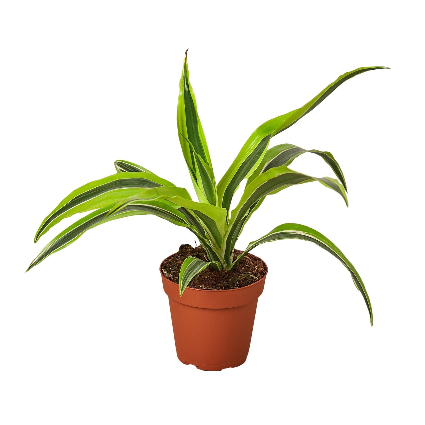 Dracaena Deremensis 'Lemon Lime' - 4" Pot - NURSERY POT ONLY