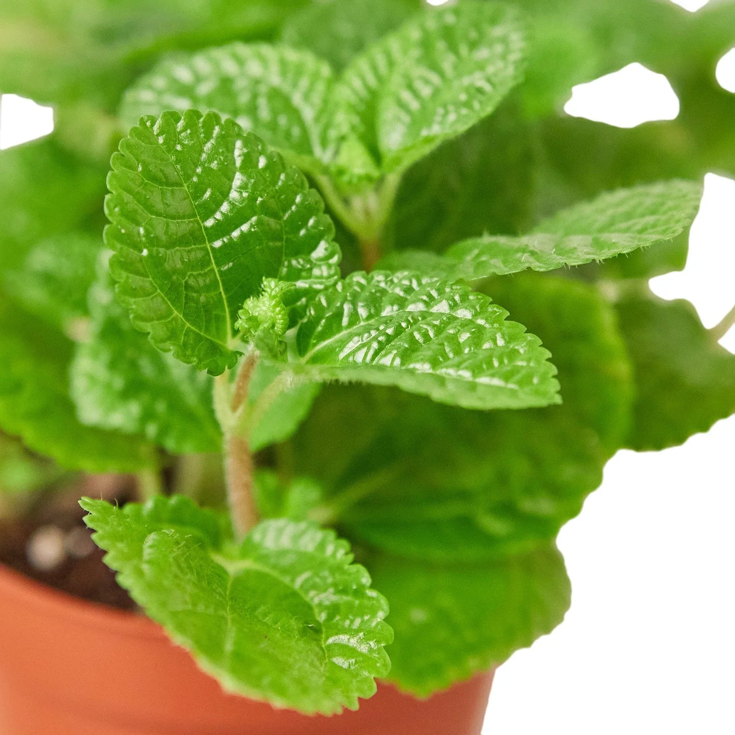 Pilea 'Crinkle'