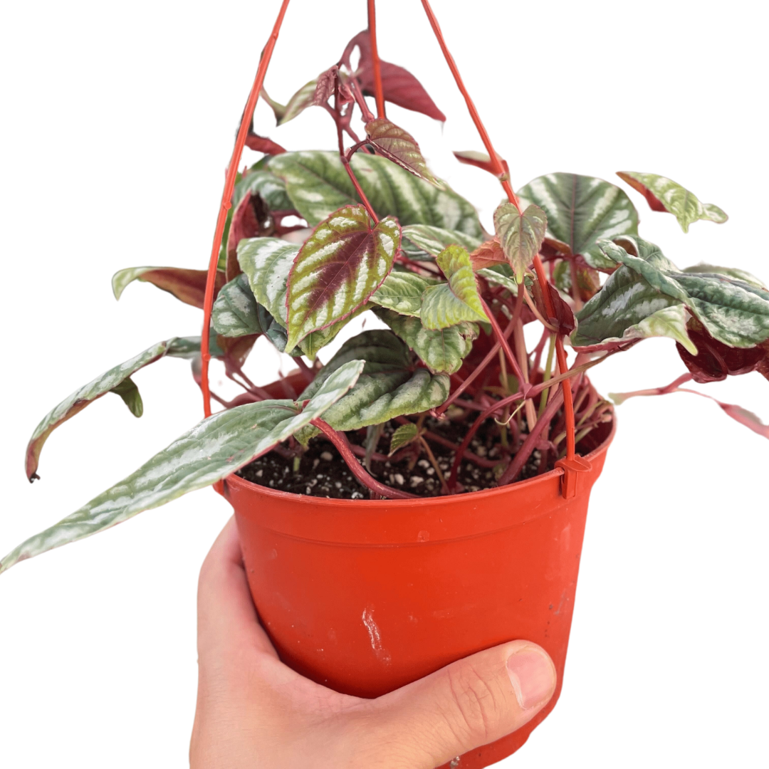 Begonia Rex Vine - 6" Pot