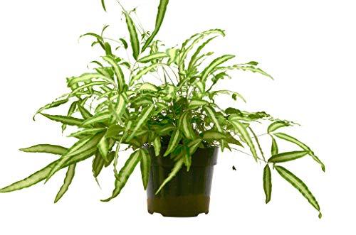 Pteris Cretica 'Albo Fern' - 6" Pot - NURSERY POT ONLY