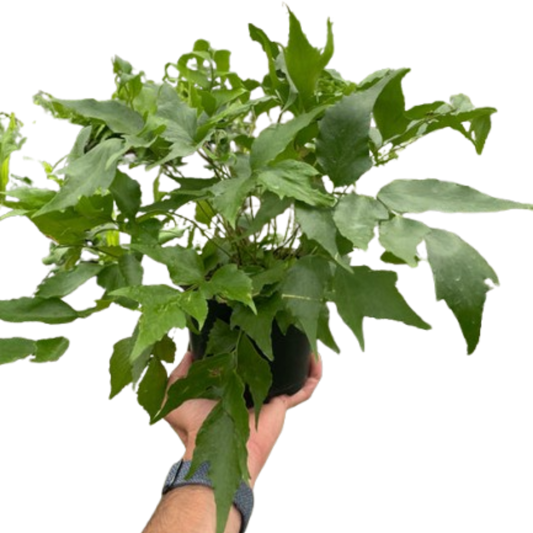 Fern 'Holly'