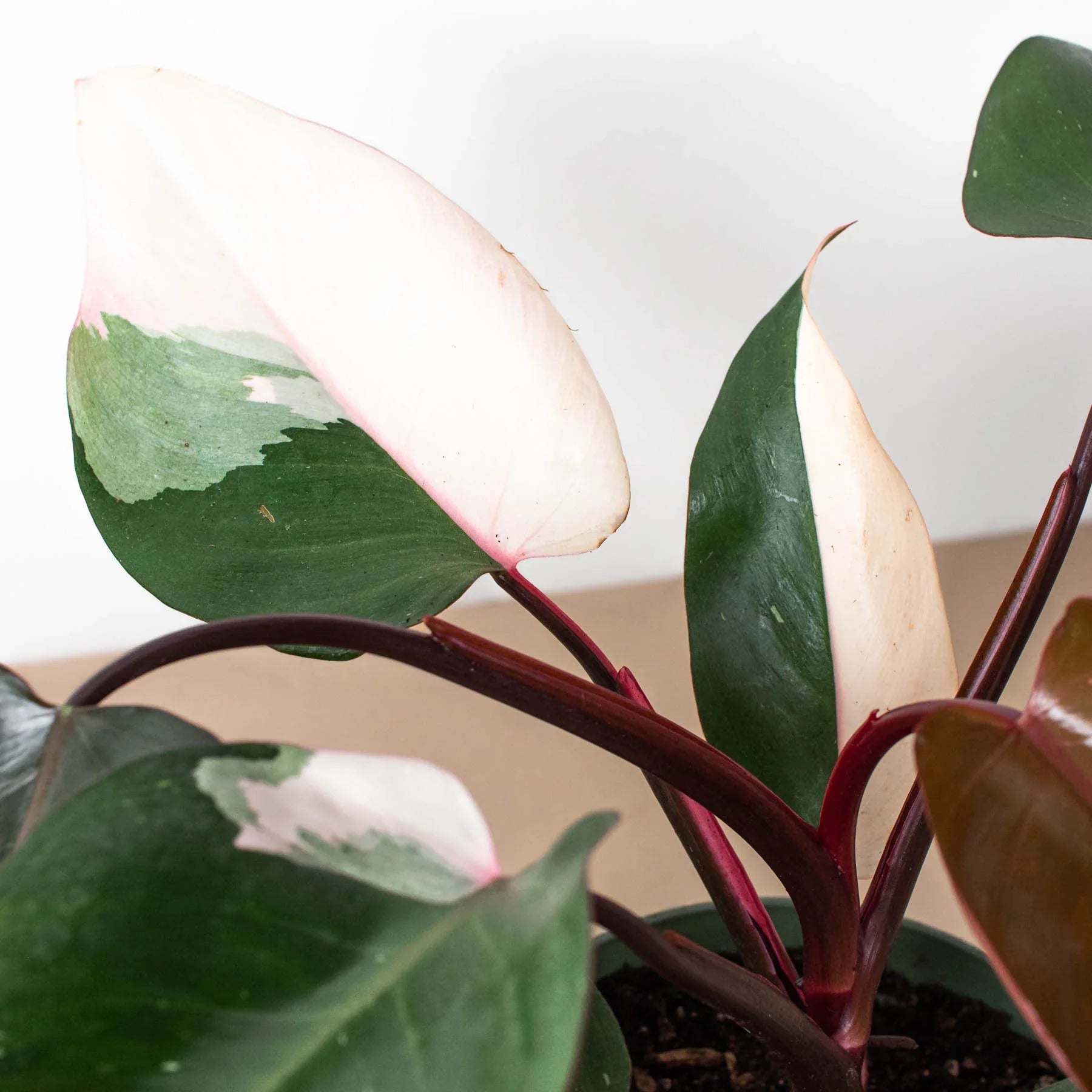 pink princess philodendron seattle Philodendron 'Pink Princess' – Root & Vine