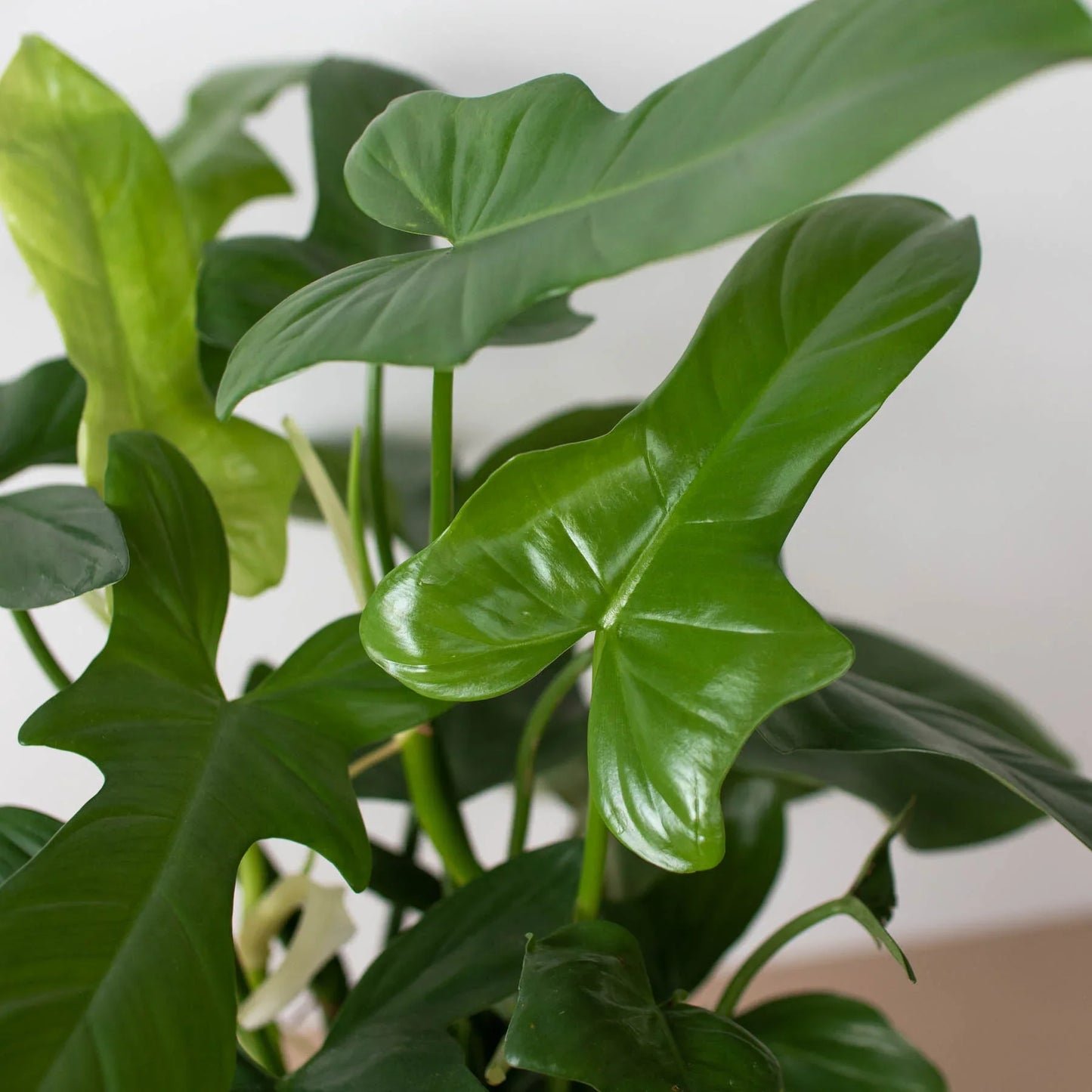 Philodendron 'Silver Sword'