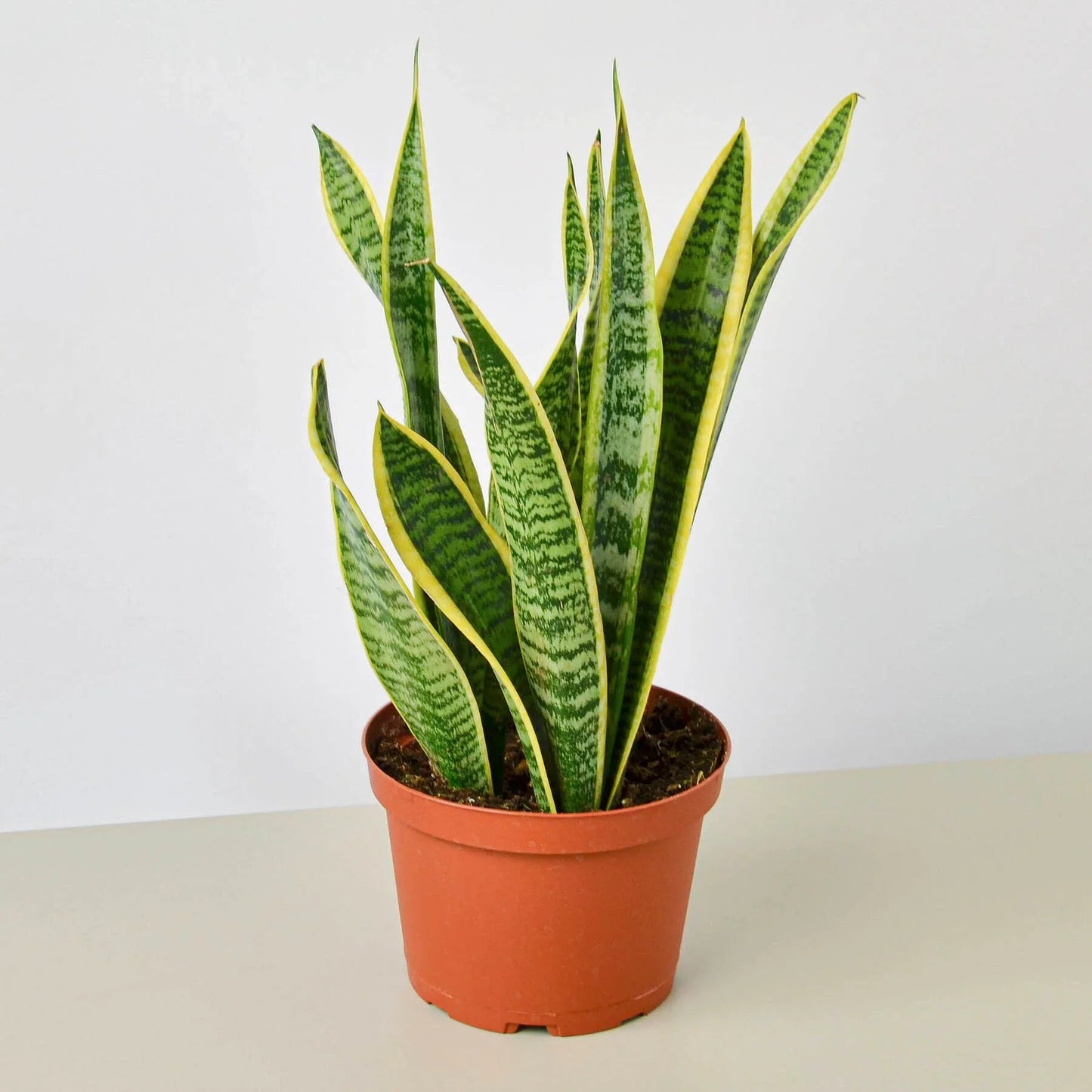 Snake Plant Laurentii