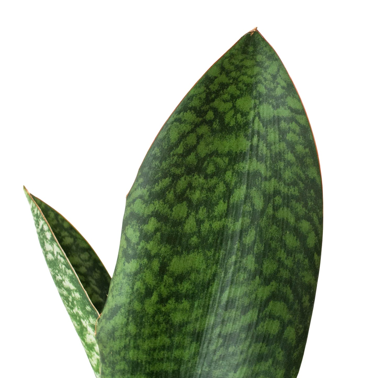 Shark Fin Snake Plant