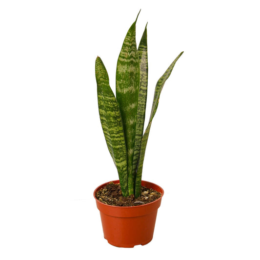 Snake Plant 'Zeylanica' - 4" Pot - NURSERY POT ONLY