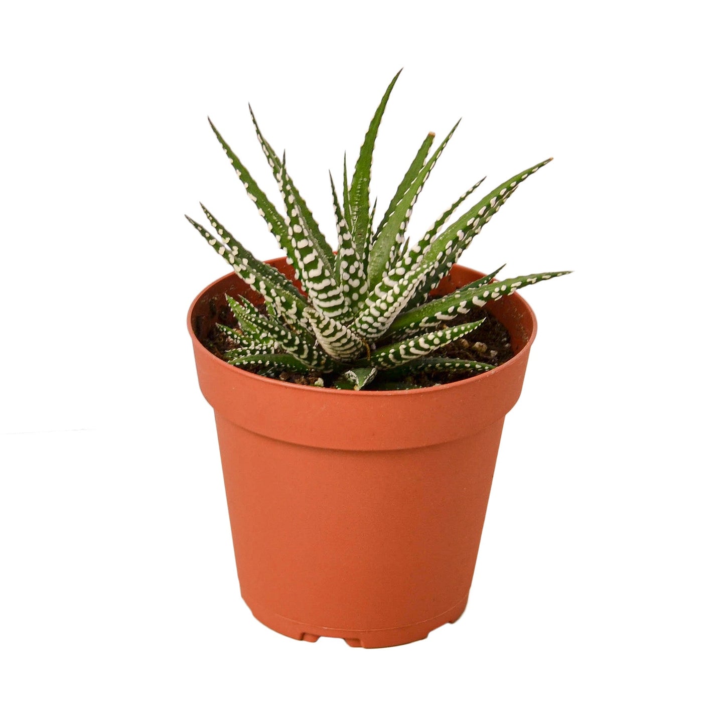 Zebra Succulent - 4" Pot - NURSERY POT ONLY