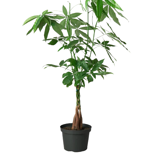 Money Tree 'Guiana Chestnut' Pachira Braid