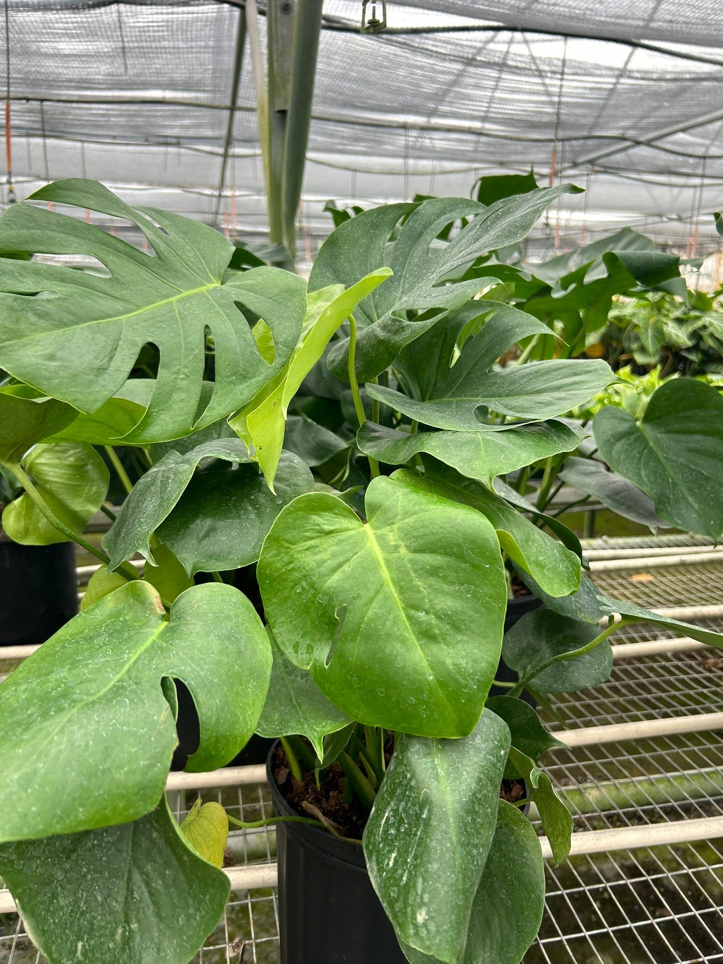 Philodendron Monstera Split-Leaf