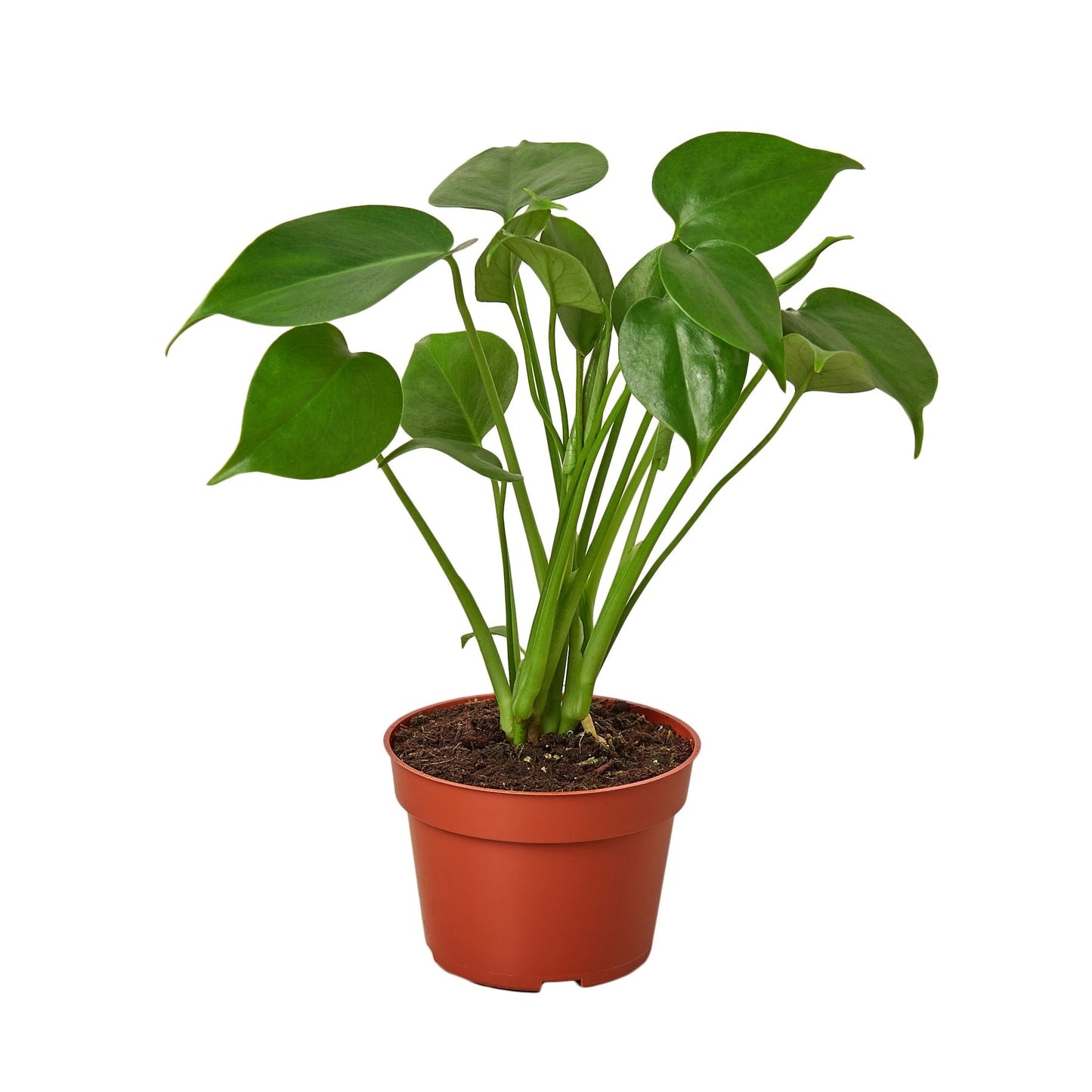 Philodendron Monstera Split-Leaf - 4" Pot - NURSERY POT ONLY