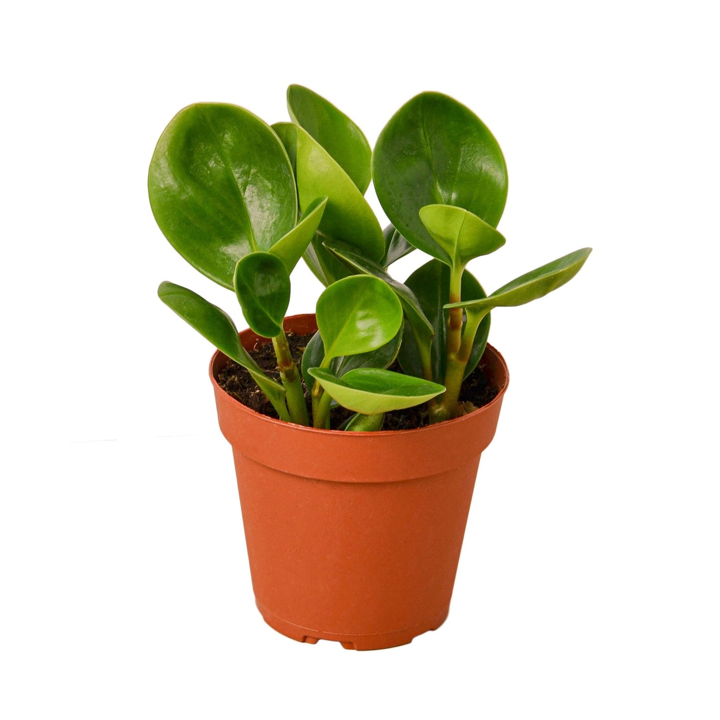 Peperomia Thailand - 4" Pot - NURSERY POT ONLY