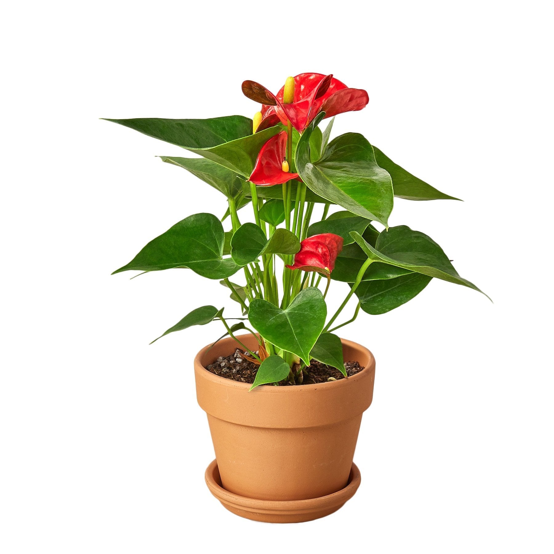 anthurium vine Anthurium 'Red'