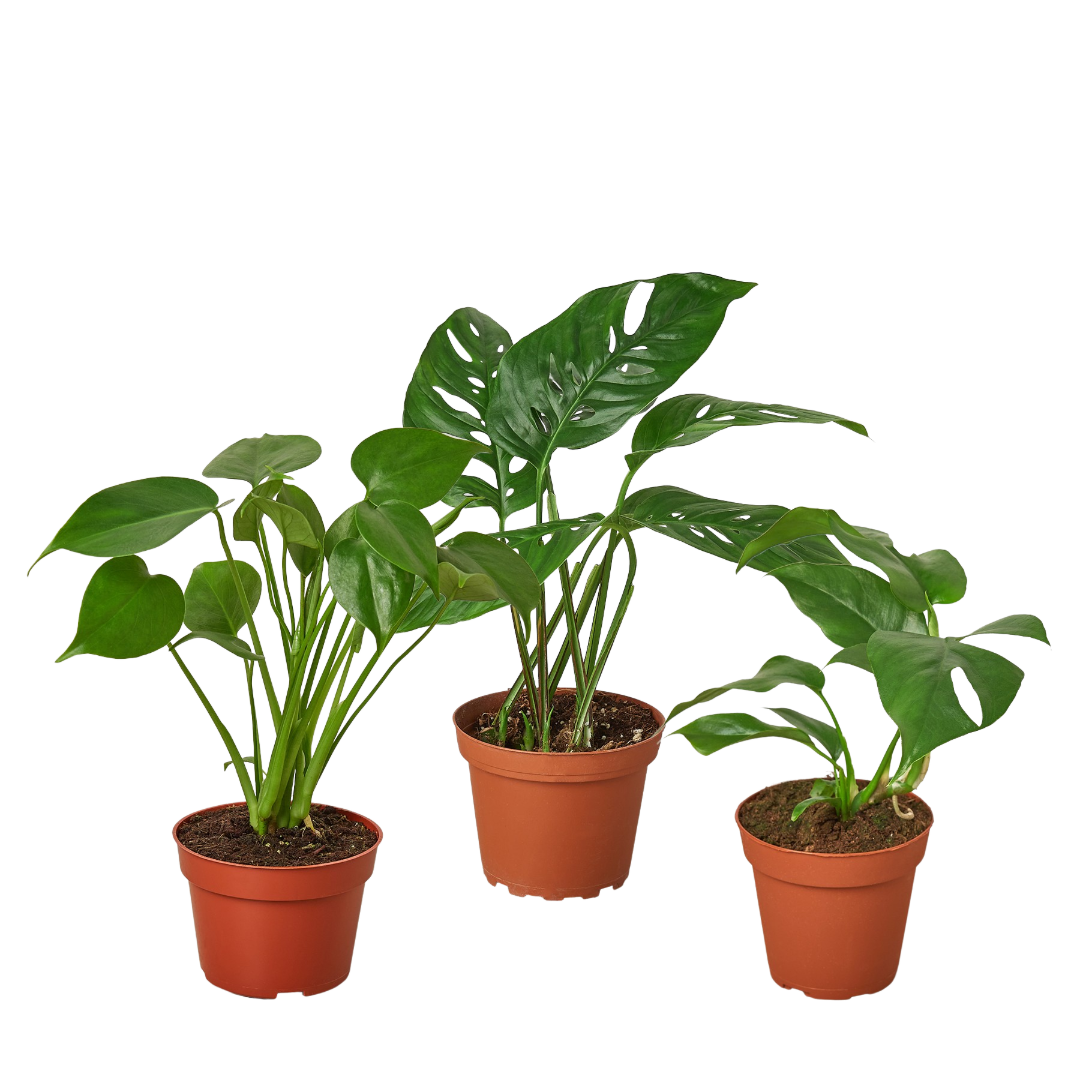 Monstera Bundle