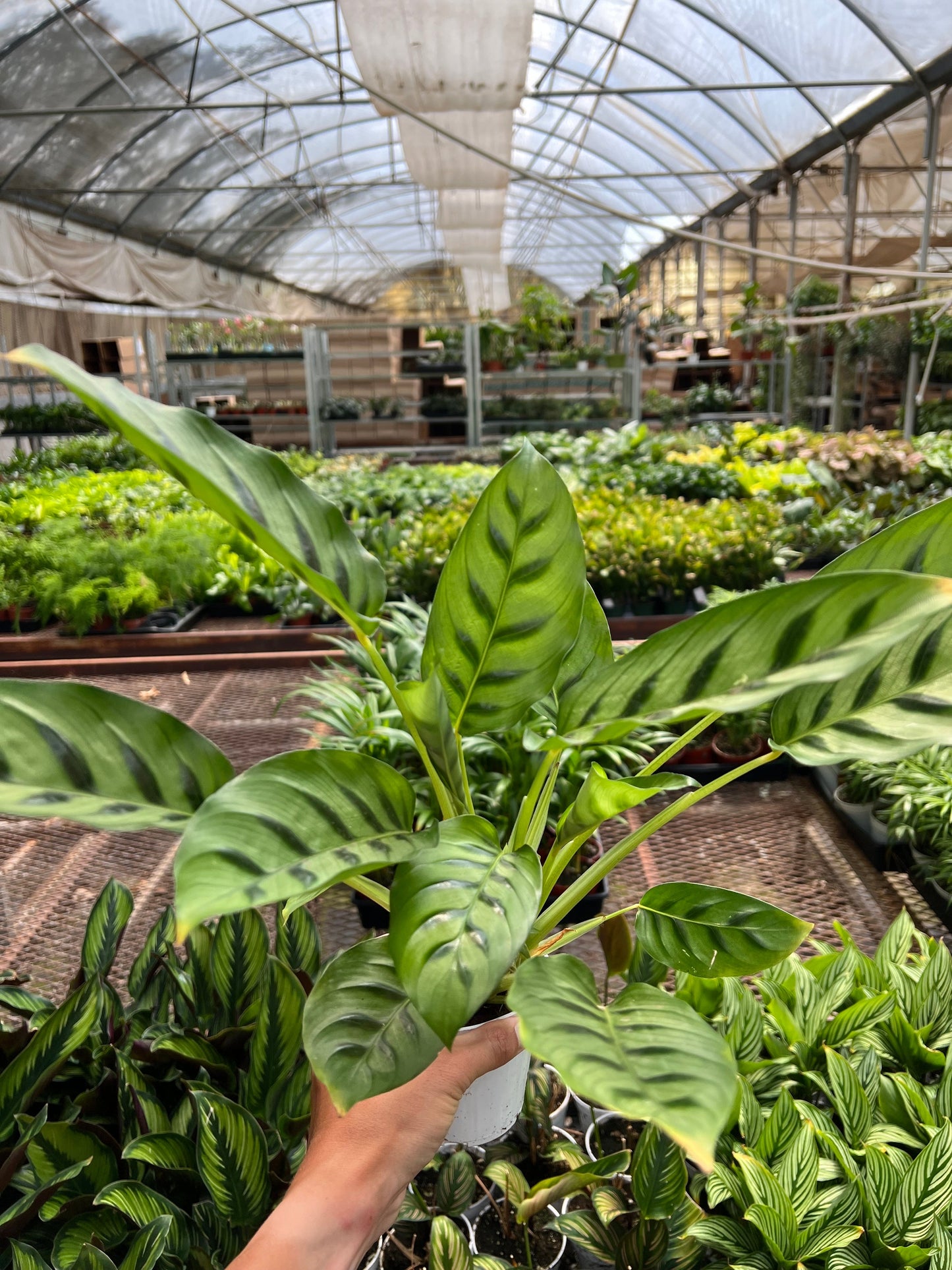 Calathea Leopardina