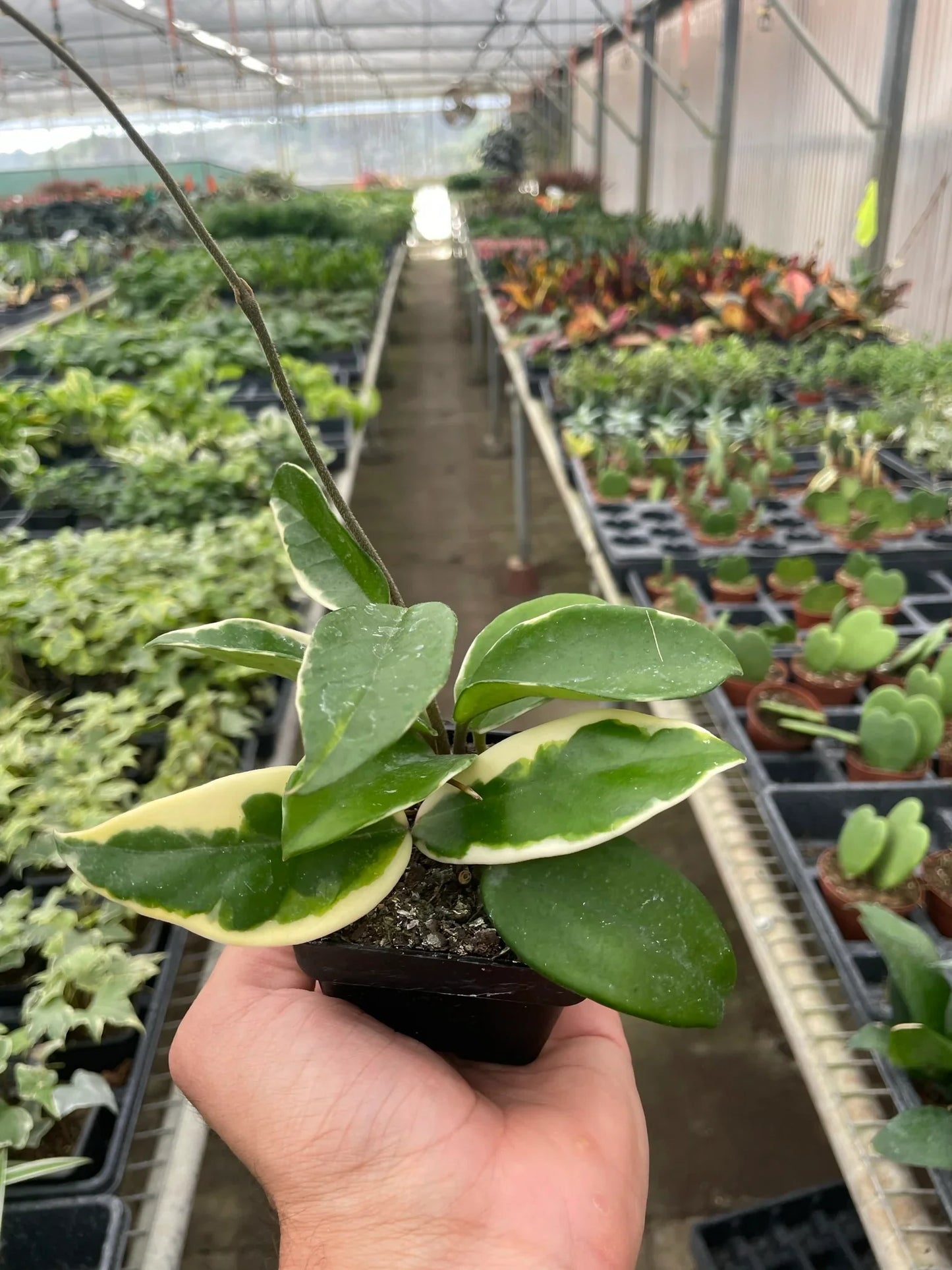 Hoya Carnosa 'Tricolor'