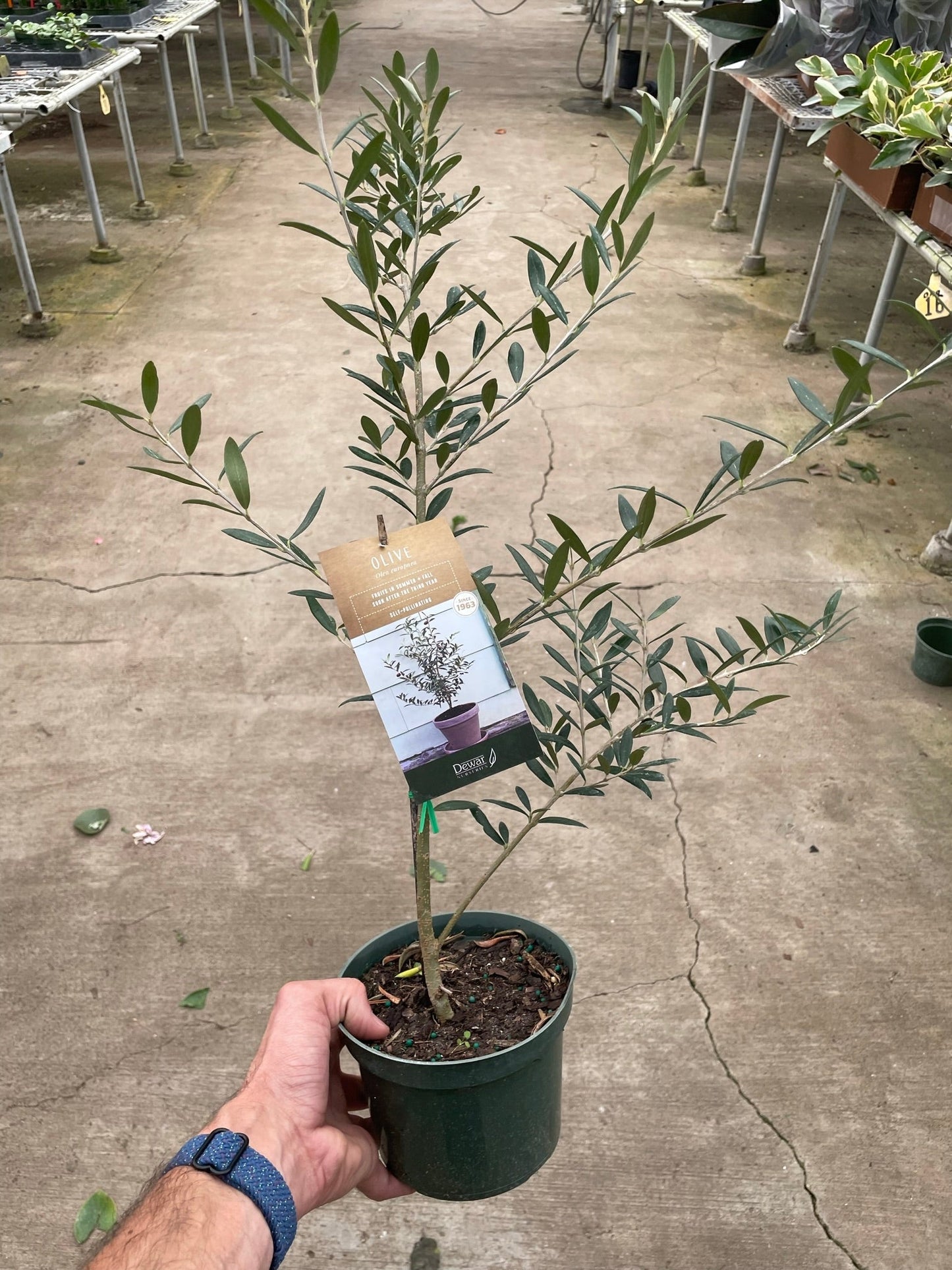 Common Olive Tree (Olea europaea)