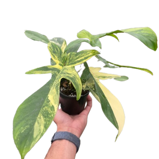 Philodendron Florida Beauty Variegated