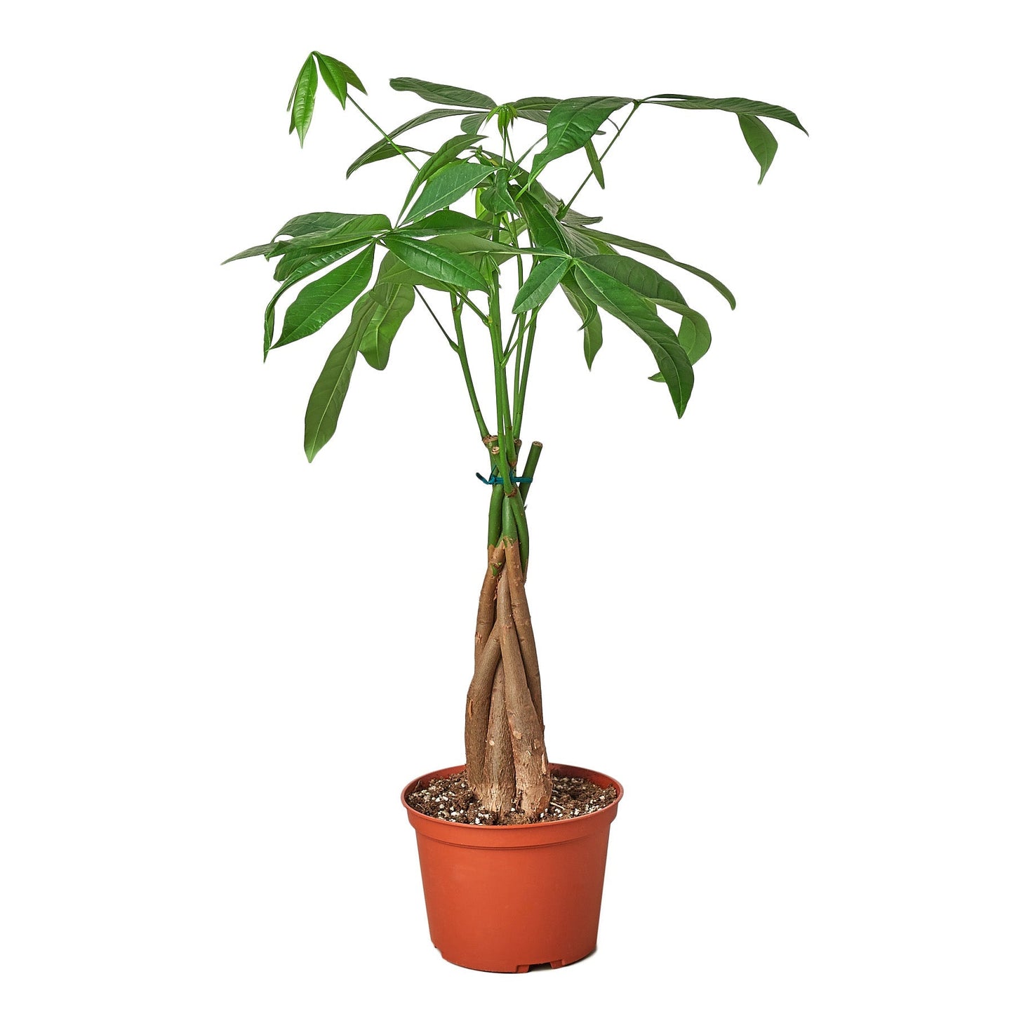 Money Tree 'Guiana Chestnut' Pachira Braid - 4" Pot - NURSERY POT ONLY