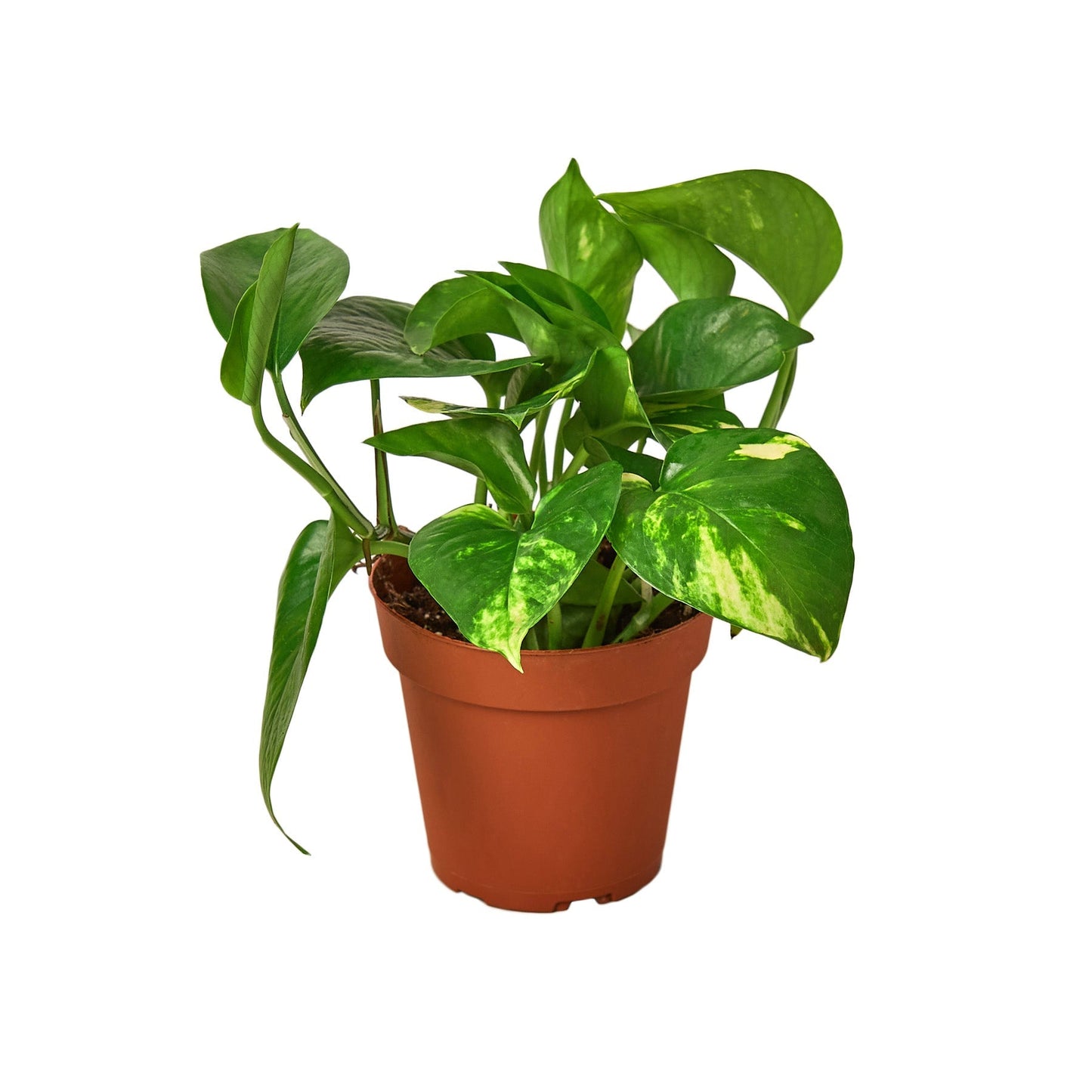 Pothos 'Golden' - 4" Pot - NURSERY POT ONLY