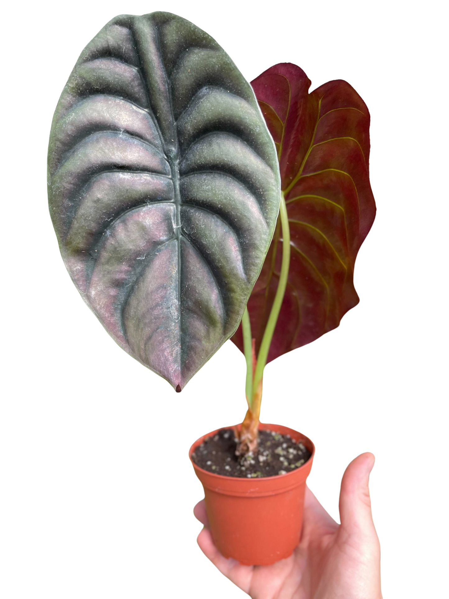 Alocasia 'Red Secret'