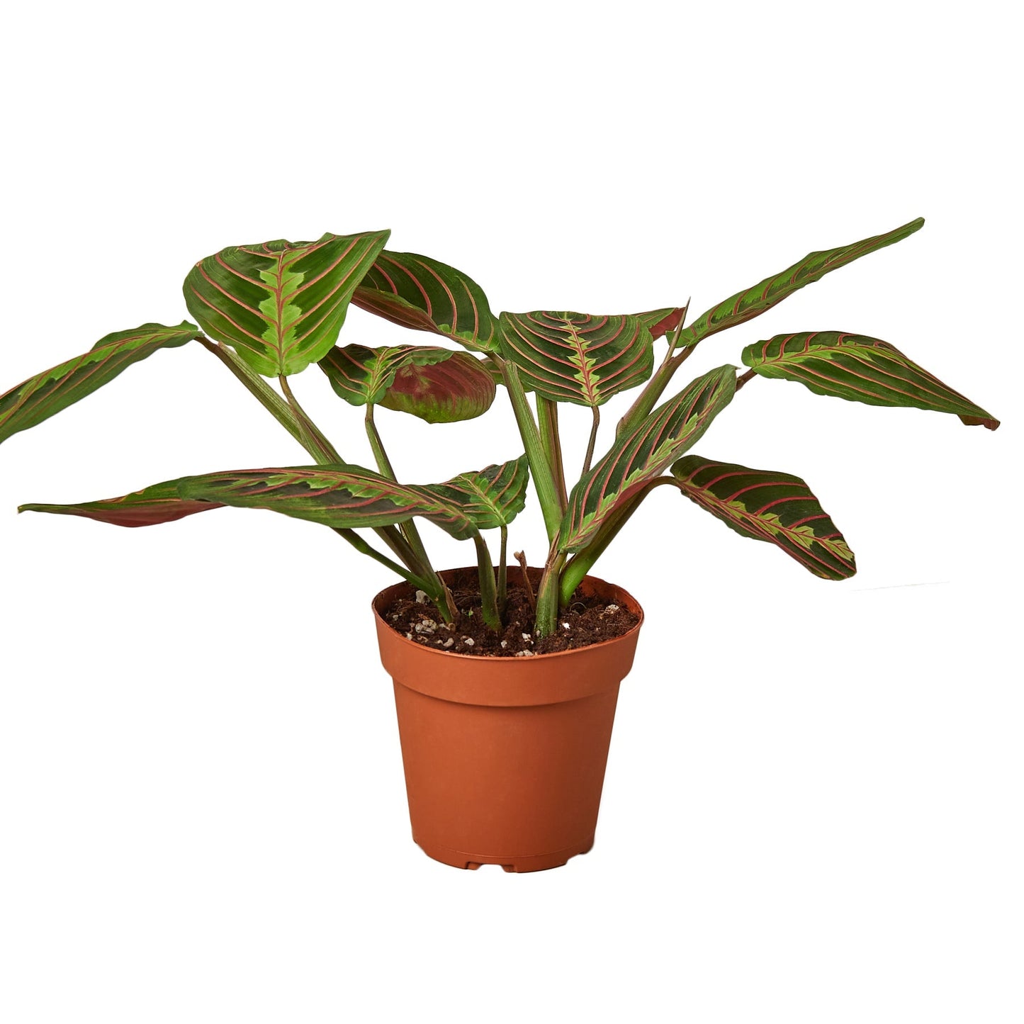 Maranta Red Prayer - 4" Pot - NURSERY POT ONLY