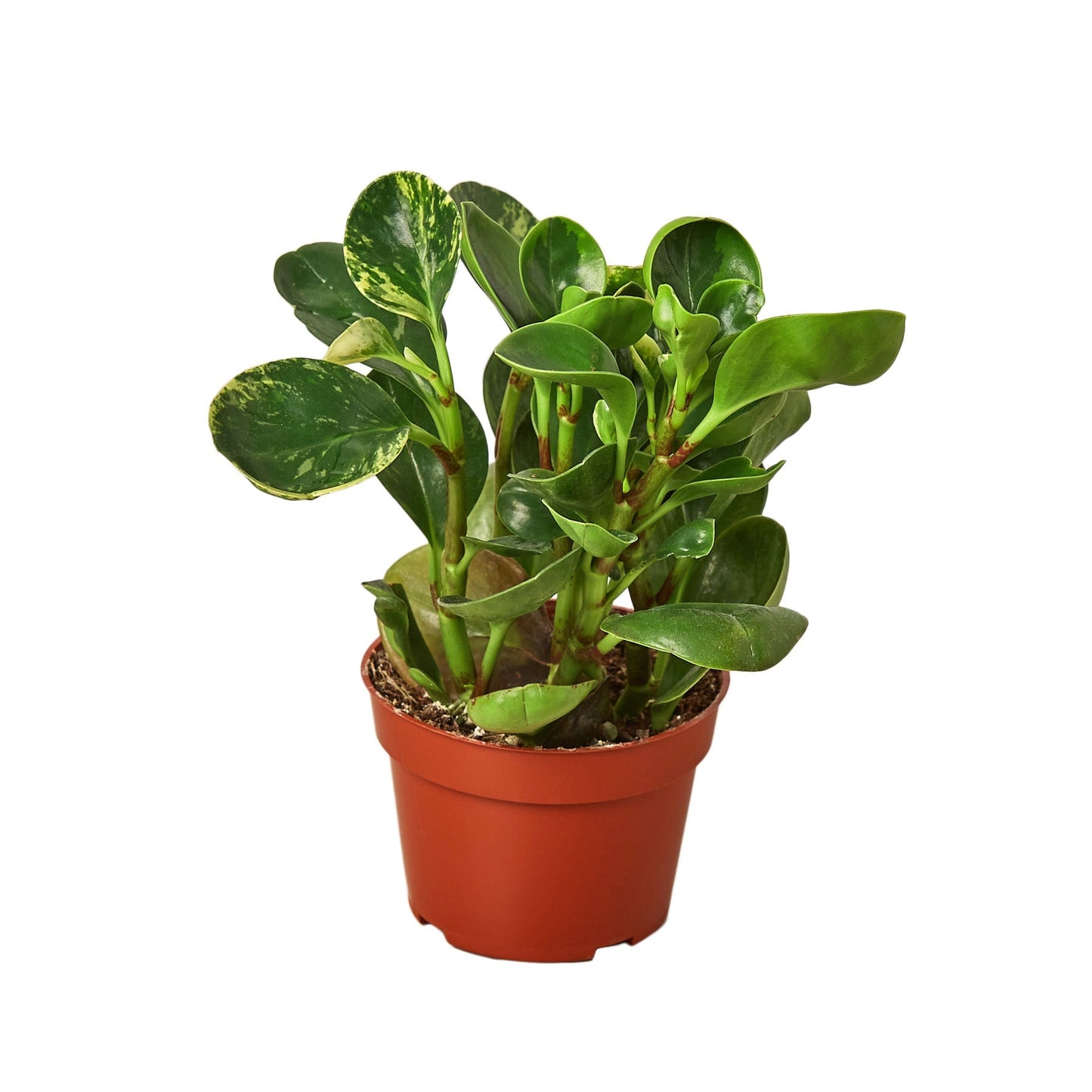 Peperomia 'Marble' - 4" Pot - NURSERY POT ONLY