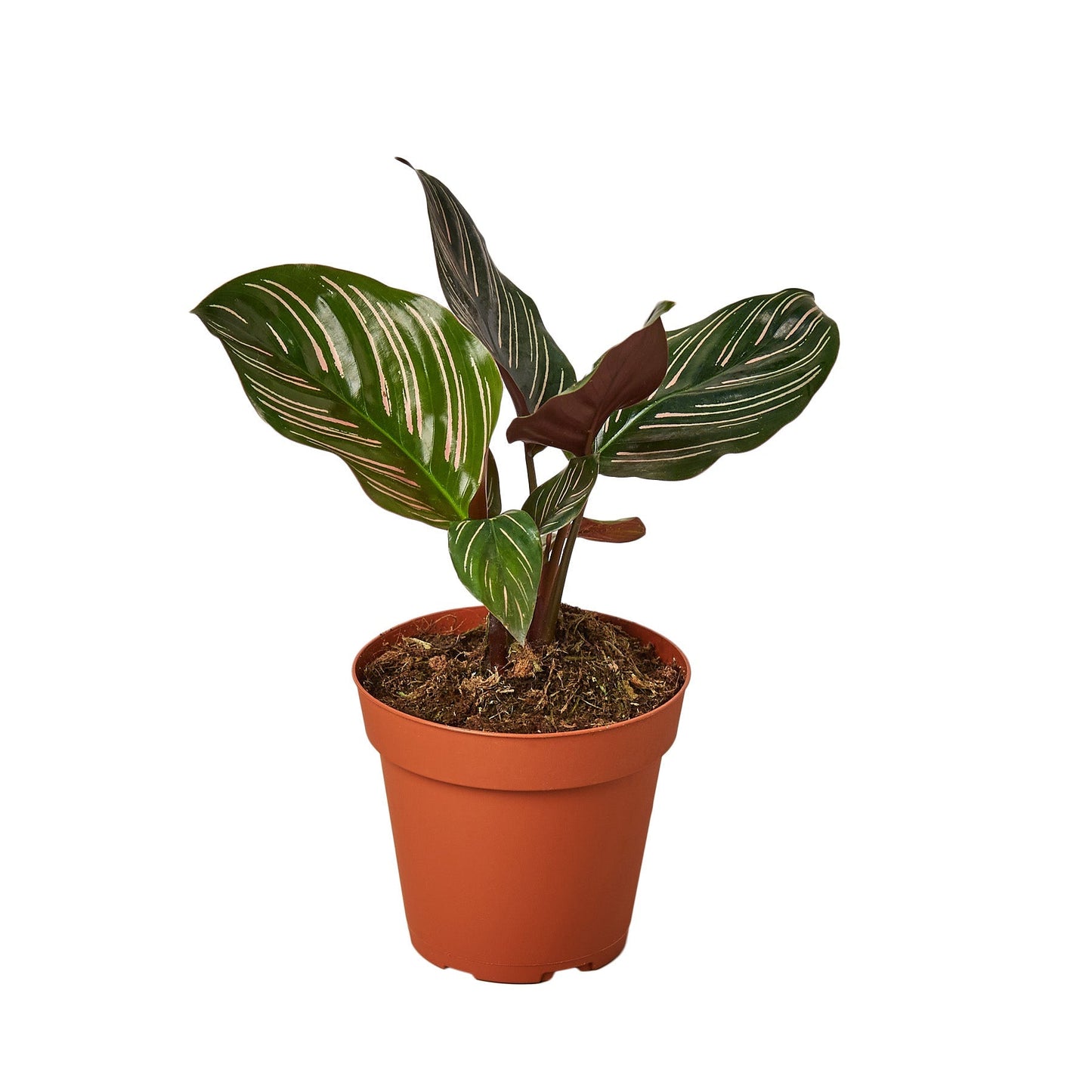 Calathea 'Ornata' - 4" Pot - NURSERY POT ONLY