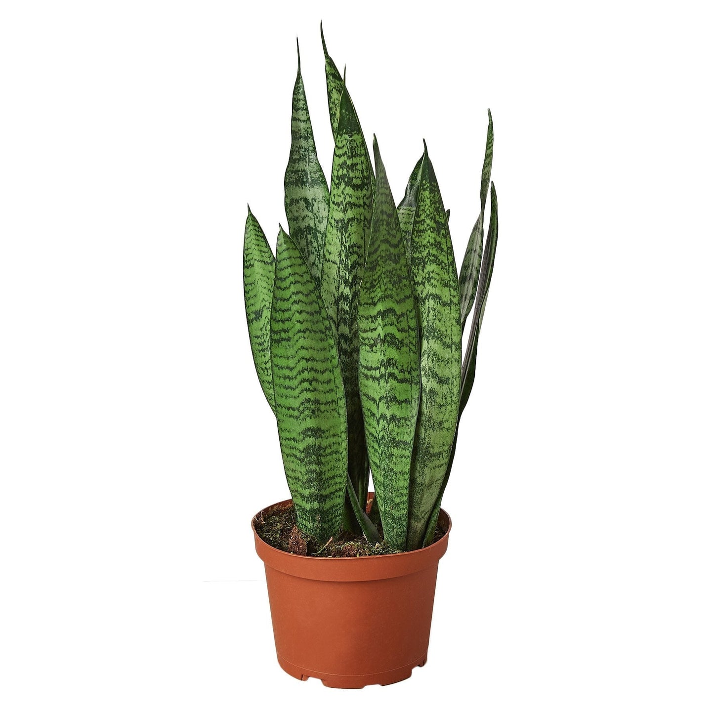 Snake Plant 'Zeylanica' - 6" Pot - NURSERY POT ONLY