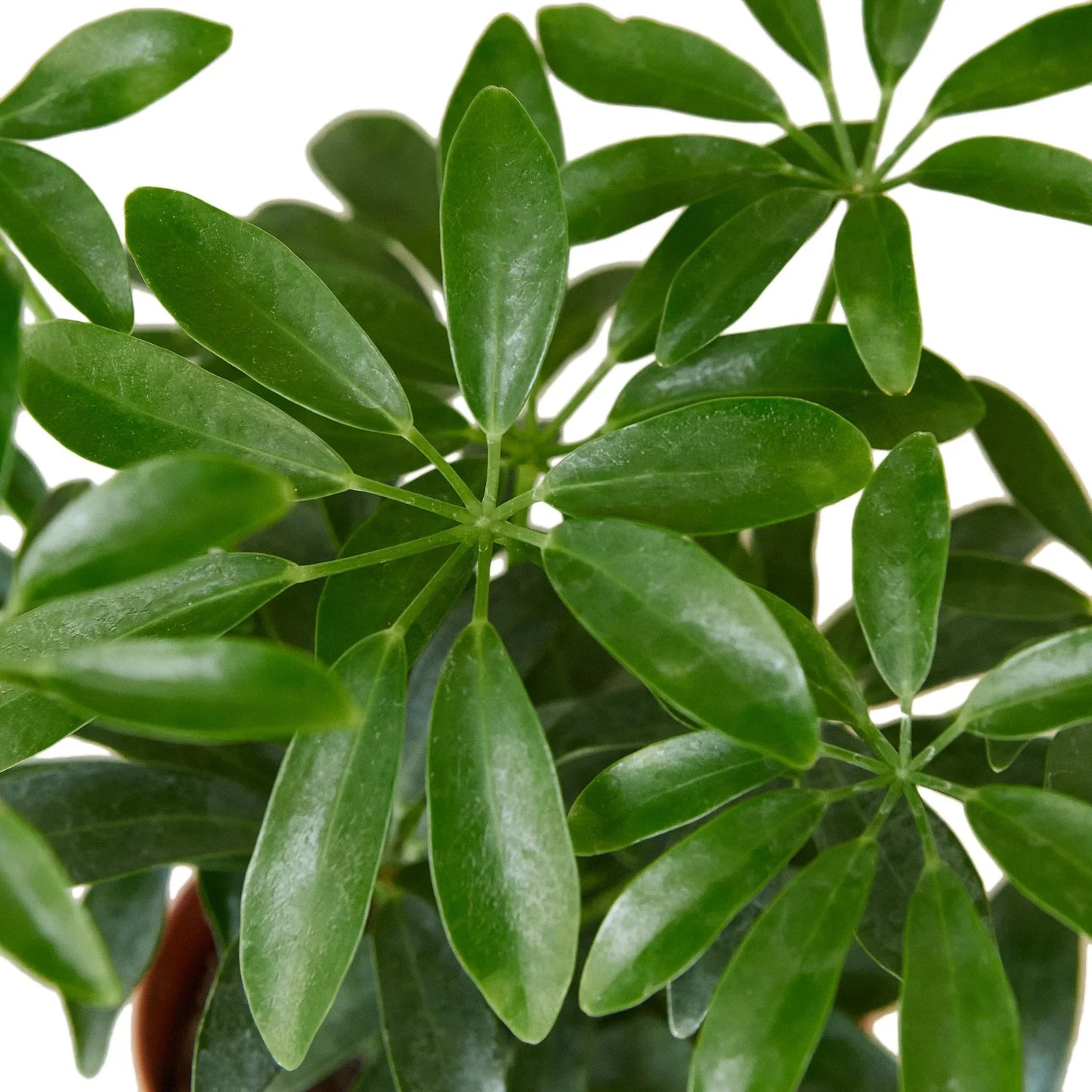 Schefflera Arboricola 'Umbrella'