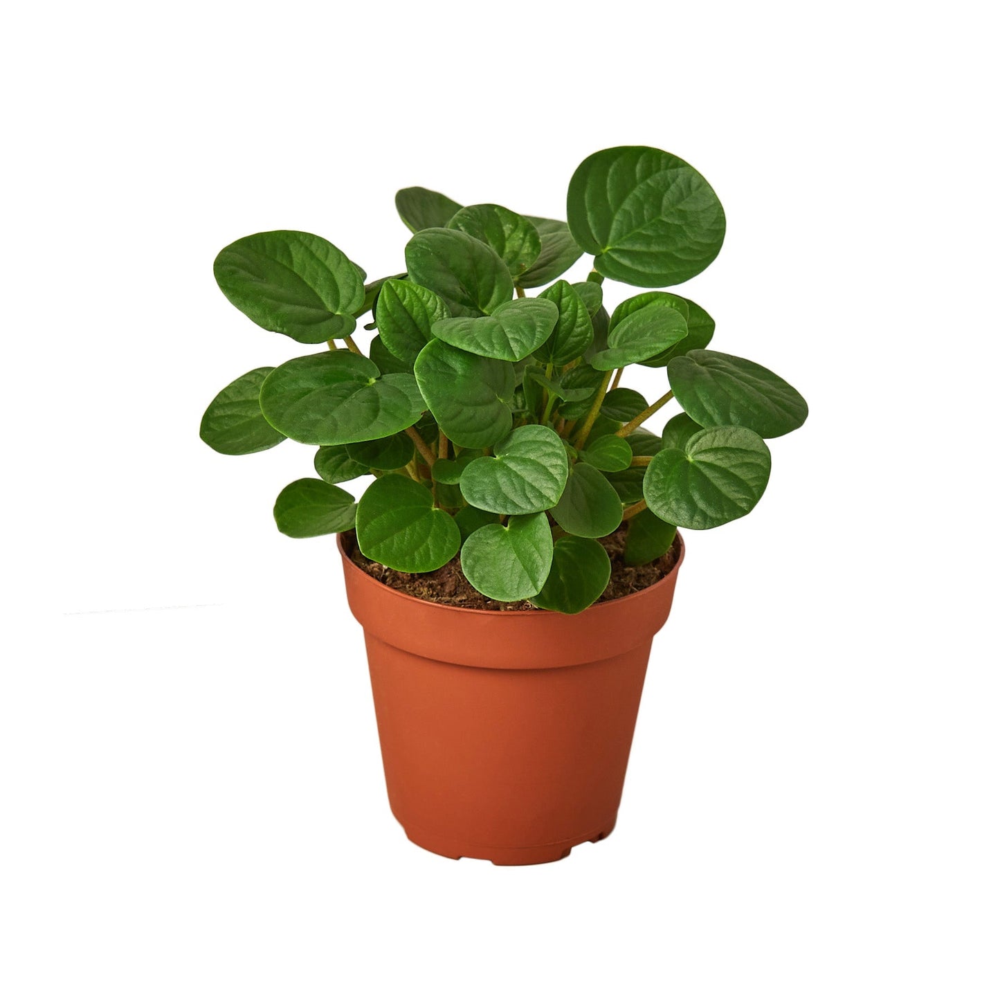 Peperomia 'Rana Verde' - 4" Pot - NURSERY POT ONLY