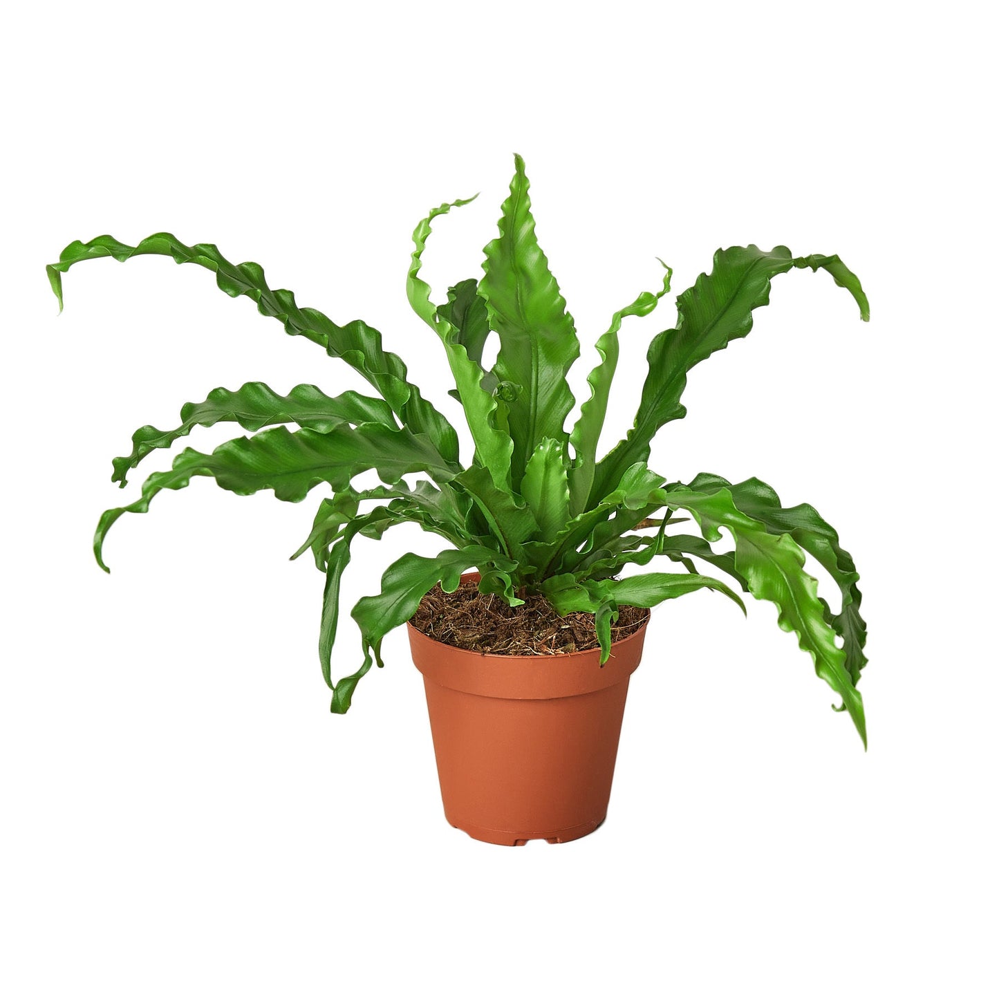 Bird’s Nest 'Victoria' Fern