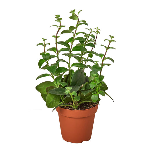 Lipstick Plant - 4" Pot - NURSERY POT ONLY