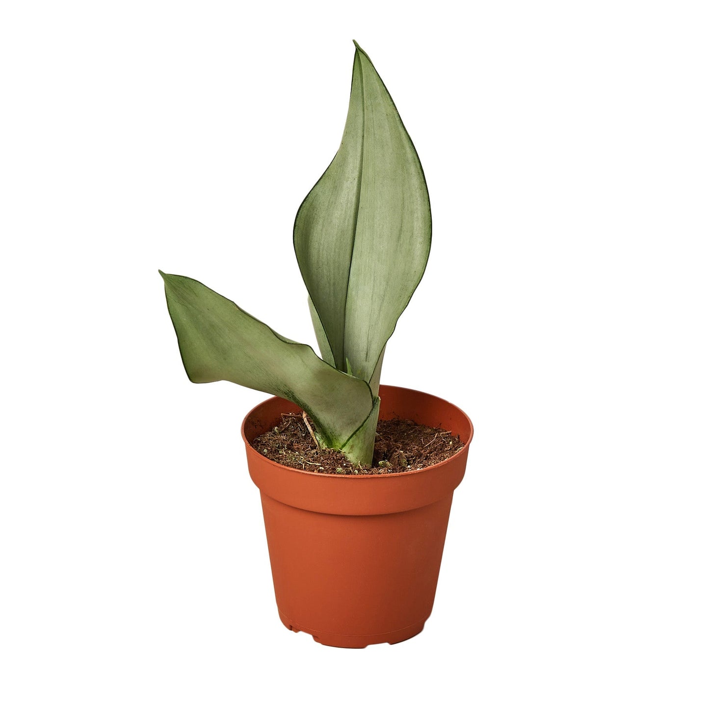 Snake Plant Moonshine - 4" Pot - NURSERY POT ONLY