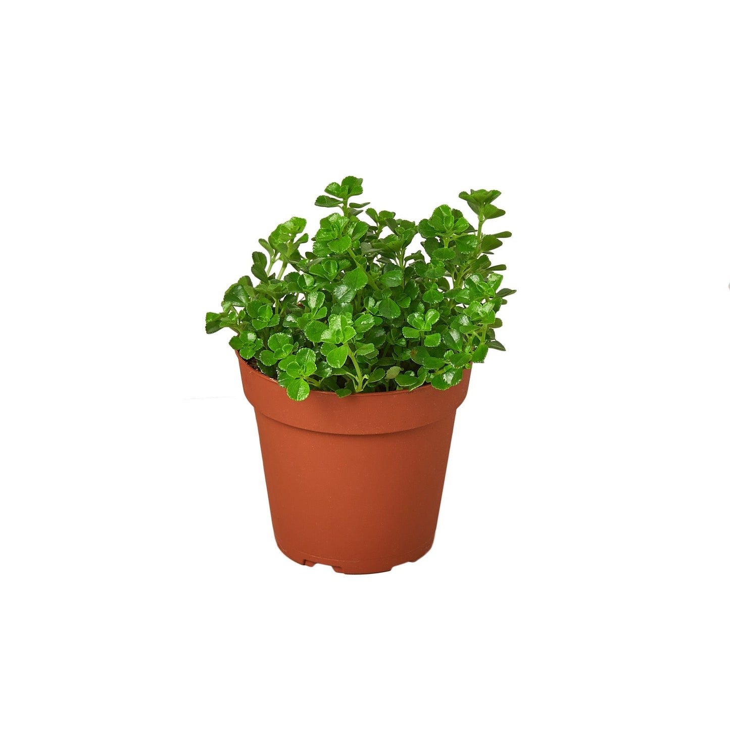 Nettle 'Baby's Tear' - 4" Pot - NURSERY POT ONLY