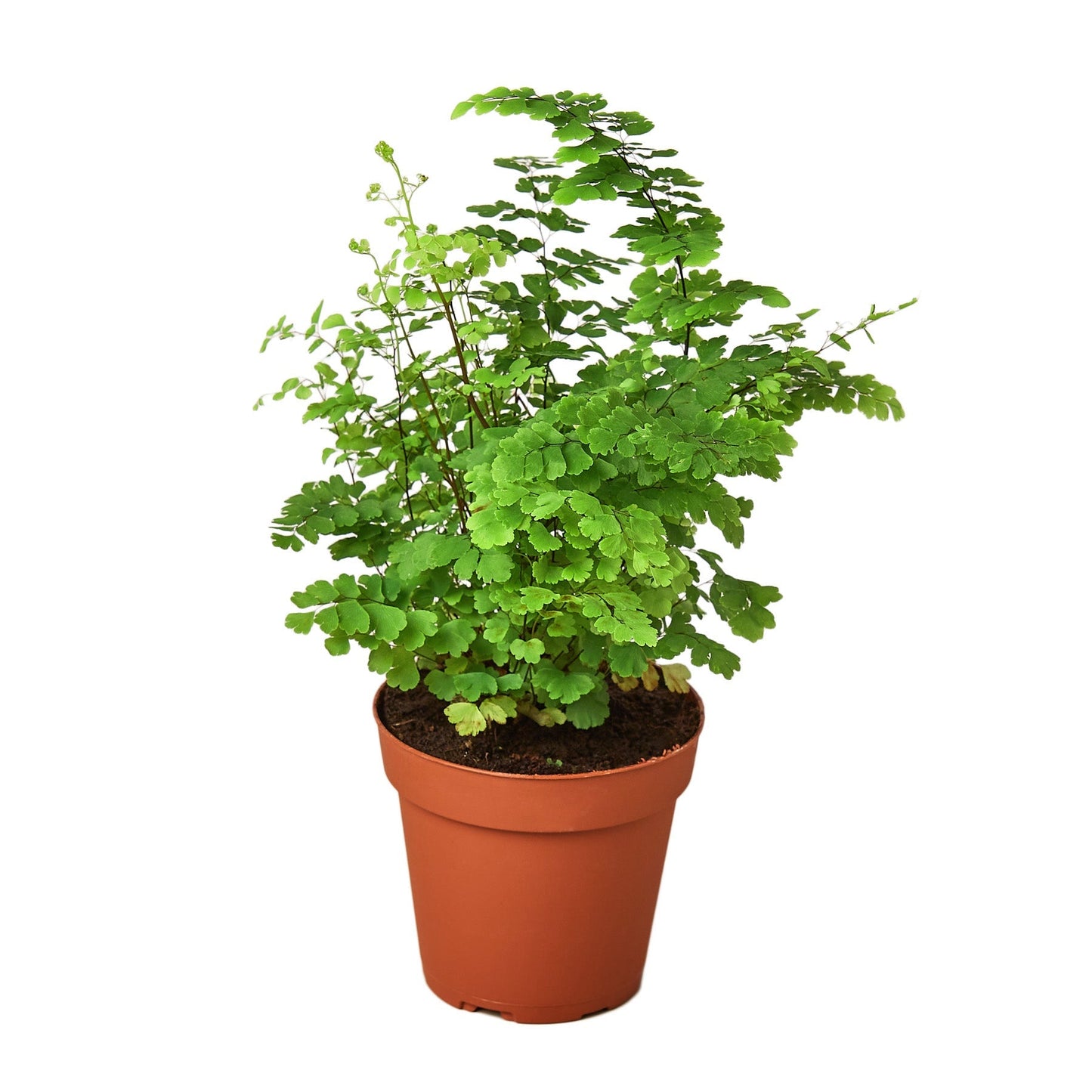 Maidenhair Fern - 4" Pot - NURSERY POT ONLY