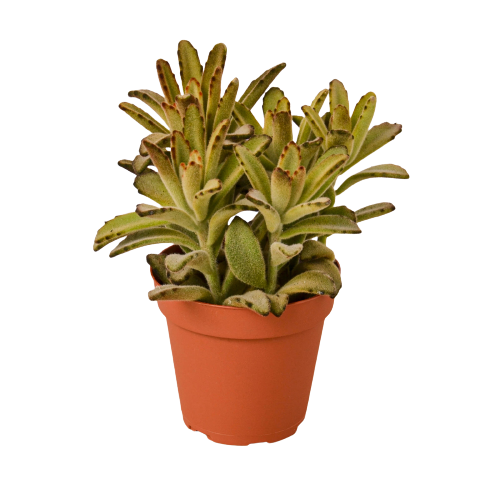 Kalanchoe Tomentosa 'Chocolate Soldier' Succulent - 4" Pot