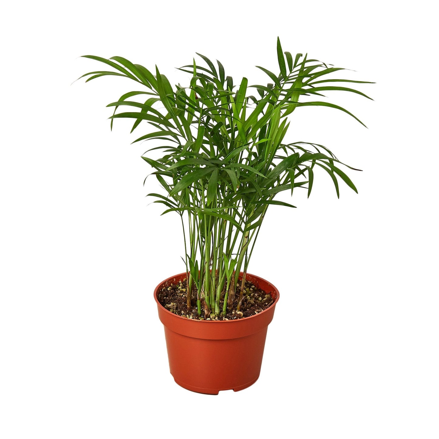 Parlor Palm - 4" Pot - NURSERY POT ONLY