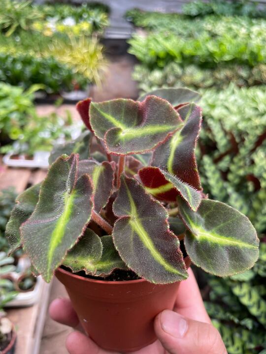 Begonia 'Striped'